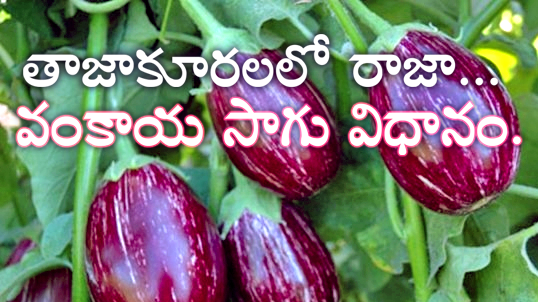 తాజాకూరలలో రాజా… వంకాయ సాగు విధానం.  | Brinjal/Eggplant Farming